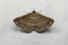 Adrapsa ablualis
