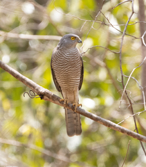 Accipiter francesiae