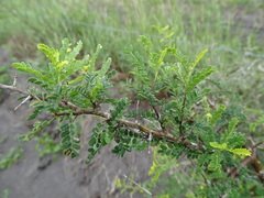 Diphysa microphylla
