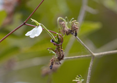 Rhinacanthus