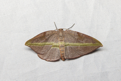 Hypochrosis iris
