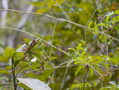 Rhinacanthus