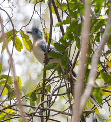 Coua cristata