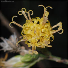Lepidospartum squamatum
