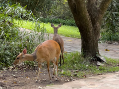 Tragelaphus sylvaticus