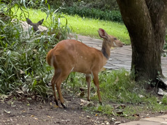 Tragelaphus sylvaticus