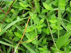 Callisia repens