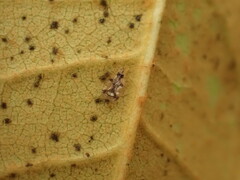 Stephanitis pyrioides