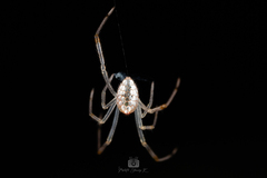 Thwaitesia margaritifera