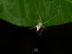 Thwaitesia margaritifera