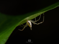 Thwaitesia margaritifera