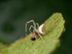 Thwaitesia margaritifera