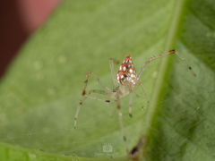 Thwaitesia margaritifera