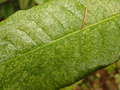 Stephanitis pyrioides