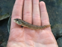 Etheostoma nigrum