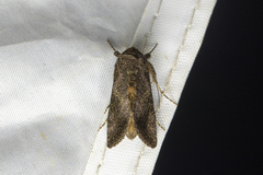 Thysanoplusia intermixta