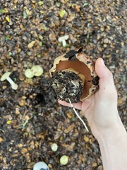 Suillellus amygdalinus