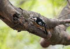 Yungipicus canicapillus