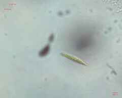 Chlorogonium