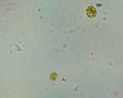 Chlamydomonadales