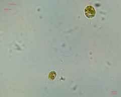 Chlamydomonadales