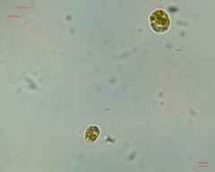 Chlamydomonadales