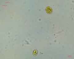 Chlamydomonadales