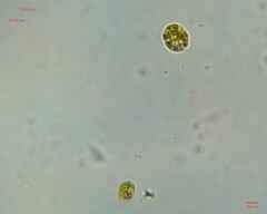 Chlamydomonadales