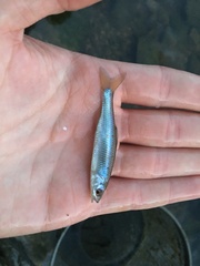 Cyprinella spiloptera