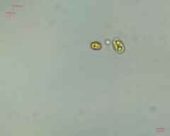 Chlamydomonadales
