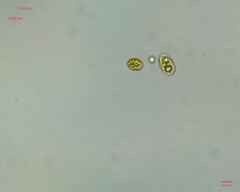 Chlamydomonadales