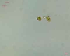 Chlamydomonadales