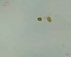 Chlamydomonadales