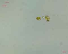 Chlamydomonadales