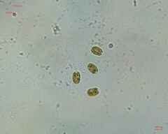 Chlamydomonadales