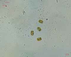 Chlamydomonadales