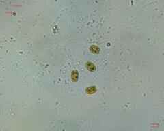Chlamydomonadales