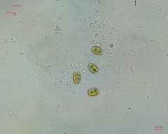 Chlamydomonadales
