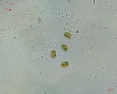 Chlamydomonadales
