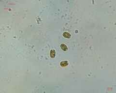 Chlamydomonadales