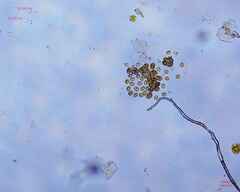 Chlamydomonadales