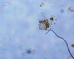 Chlamydomonadales