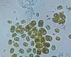 Chlamydomonadales