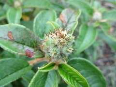 Croton cortesianus