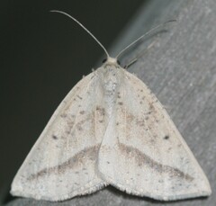 Lychnosea intermicata