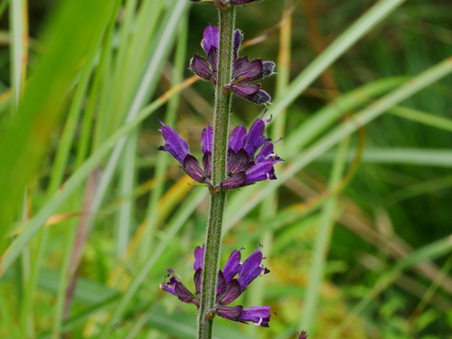 Image of Salvia formosana by (c) Jacy Chen, some rights reserved (CC BY)
