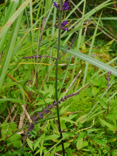 Image of Salvia formosana by (c) Jacy Chen, some rights reserved (CC BY)