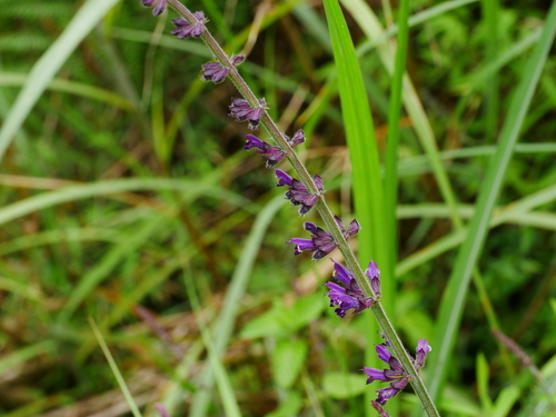 Image of Salvia formosana by (c) Jacy Chen, some rights reserved (CC BY)