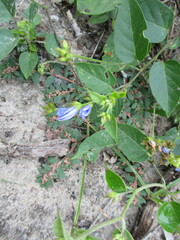 Jacquemontia pentanthos