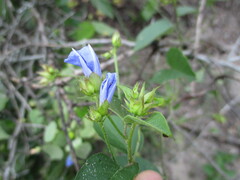 Jacquemontia pentanthos